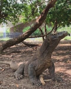 Prehistoric